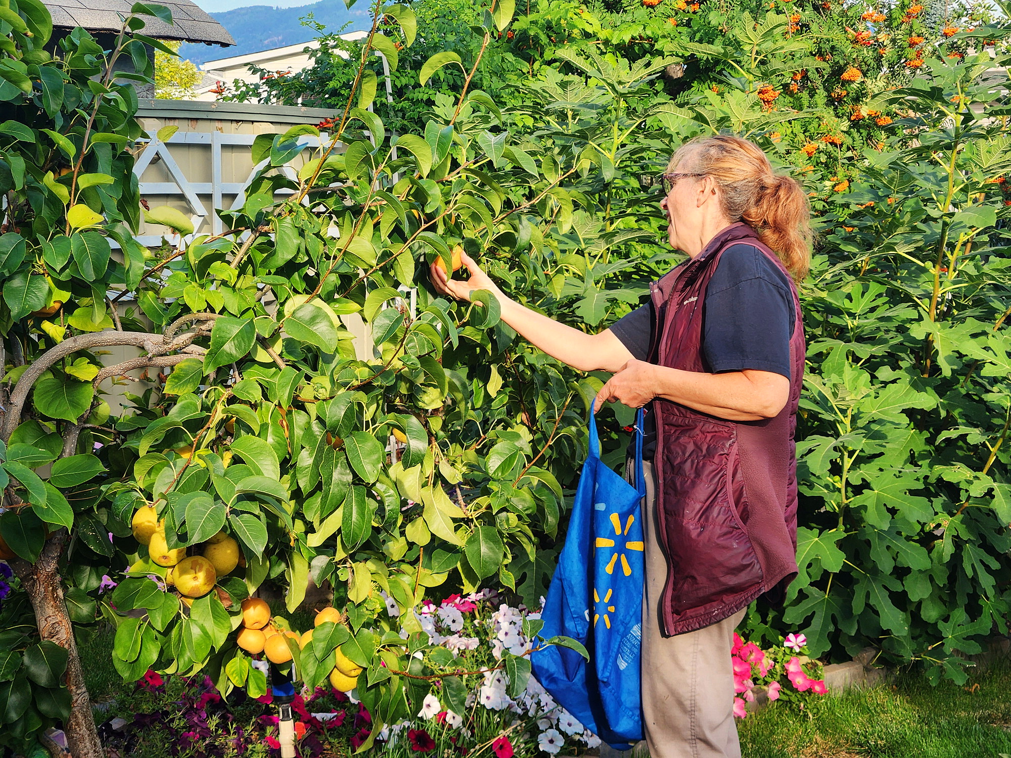 Janine picked some Asian Pears in dad garden - fighting the wasps for them!